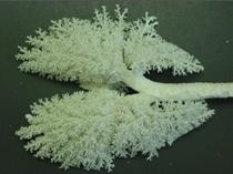 C:\Documents and Settings\Administrador\Mis documentos\Mis imágenes\animalpulmon.gif