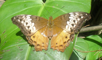 Hermosa mariposa colorida, posada en una gran hoja