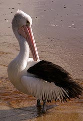 Pelican stood on the beach